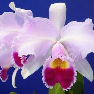 Meet your Posher, Rene